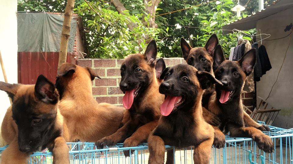 đ&agrave;n ch&oacute;